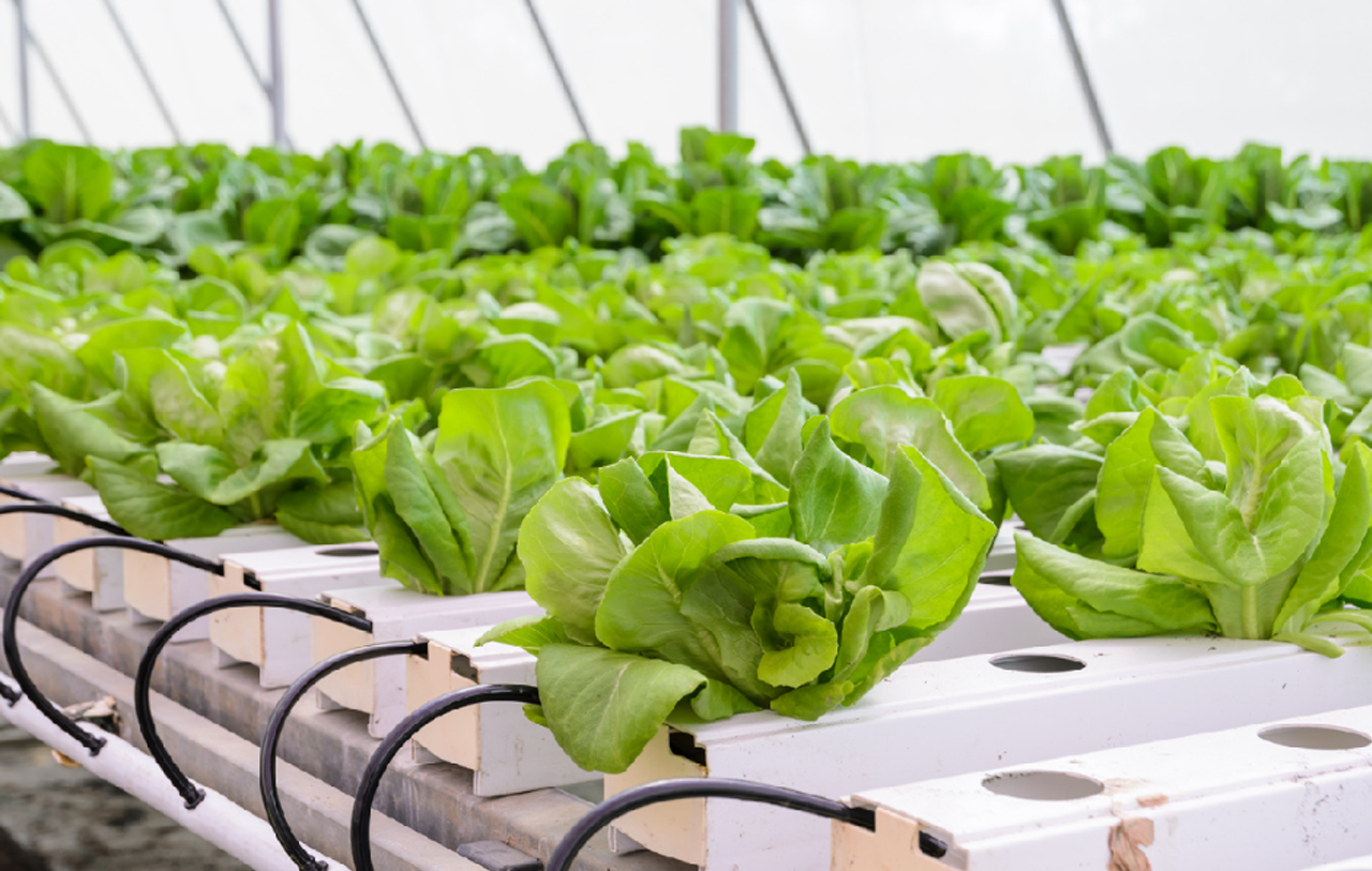 About iPlant