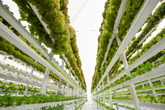 Commercial Vertical Farming